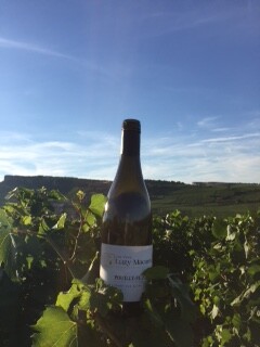Bouteille de vin Luzy-Macarez dans les vignes du Maconnais