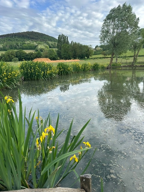 Etang du domaine Luzy-Macarez avec iris jaunes et collines du Maconnais