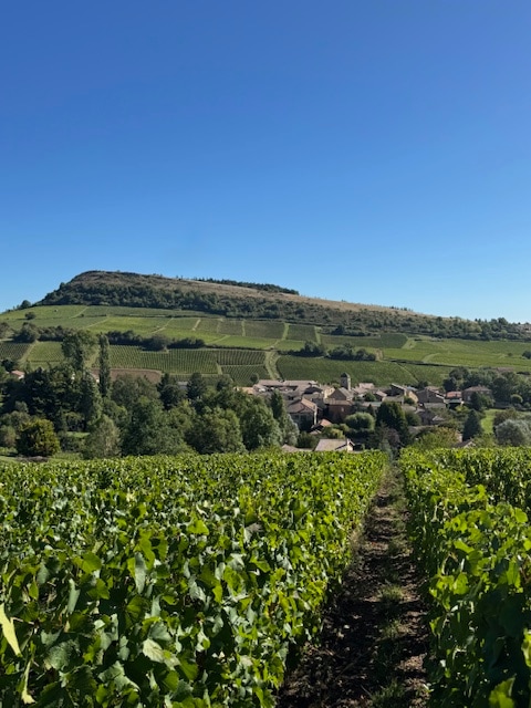 Vue panoramique sur le vignoble et le village de Bussieres en Maconnais